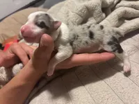 Female Merle, a male Pembroke Welsh Corgi and Miniature Australian Shepherd for sale in Duncan, OK – Photo 2 of 4