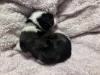 Male Merle , a male Pembroke Welsh Corgi and Miniature Australian Shepherd for sale in Duncan, OK – Photo 3 of 3