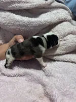 Male Merle , a male Pembroke Welsh Corgi and Miniature Australian Shepherd for sale in Duncan, OK – Photo 2 of 3