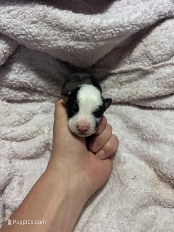 Male Merle  – Pembroke Welsh Corgi, Miniature Australian Shepherd puppy for sale in Duncan, OK