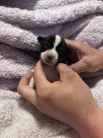 Tri Male, a male Pembroke Welsh Corgi and Miniature Australian Shepherd for sale in Duncan, OK – Photo 3 of 3