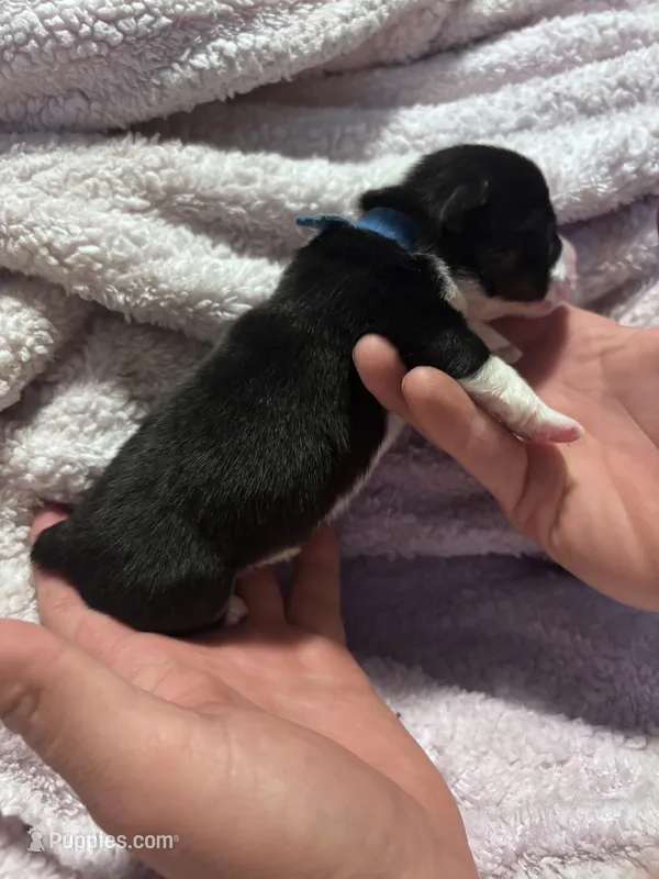 Tri Male – Pembroke Welsh Corgi, Miniature Australian Shepherd puppy for sale in Duncan, OK