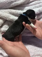 Tri Male, a male Pembroke Welsh Corgi and Miniature Australian Shepherd for sale in Duncan, OK – Photo 1 of 3