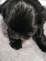 Abby , a female Maltese for sale in Newport News City, VA – Photo 2 of 3