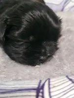 Abby , a female Maltese for sale in Newport News City, VA – Photo 1 of 3