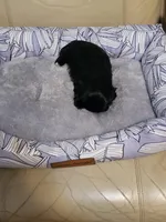 Abby , a female Maltese for sale in Newport News City, VA – Photo 3 of 3