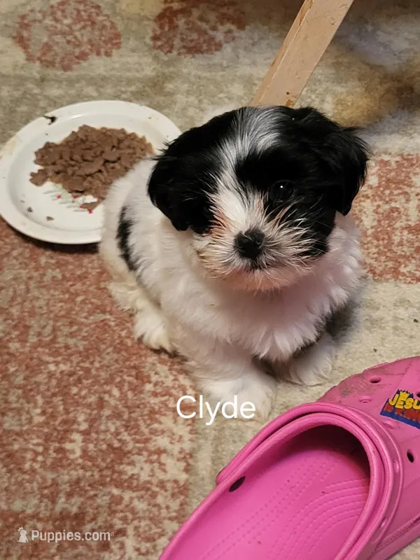 Clyde  – Maltese puppy for sale in Newport News City, VA