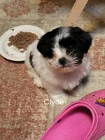 Clyde , a male Maltese for sale in Newport News City, VA – Photo 1 of 4