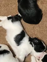 Trump , a male Maltese for sale in Newport News City, VA – Photo 2 of 3