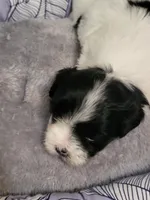 Trump , a male Maltese for sale in Newport News City, VA – Photo 3 of 3