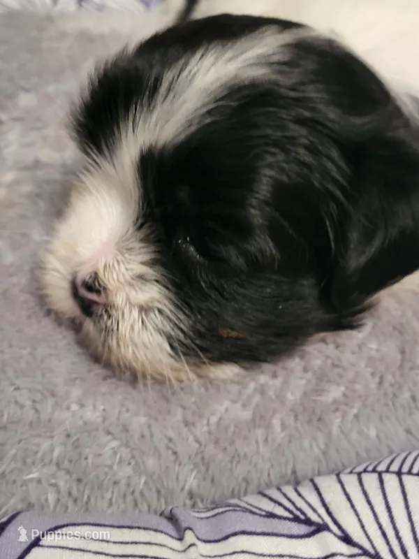 Trump , a male Maltese for sale in Newport News City, VA – Photo 1 of 3