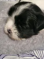 Trump , a male Maltese for sale in Newport News City, VA – Photo 1 of 3