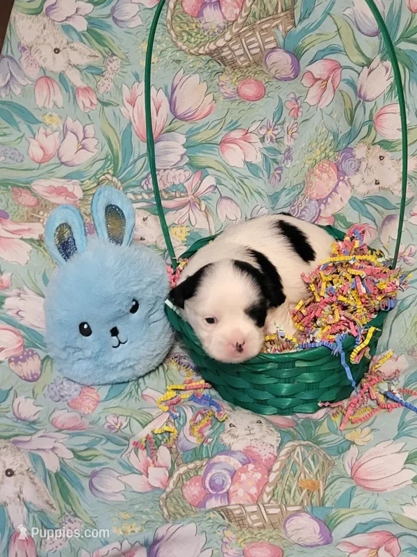 Target – Maltese puppy for sale in Newport News City, VA