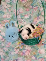 Target, a male Maltese for sale in Newport News City, VA – Photo 1 of 3