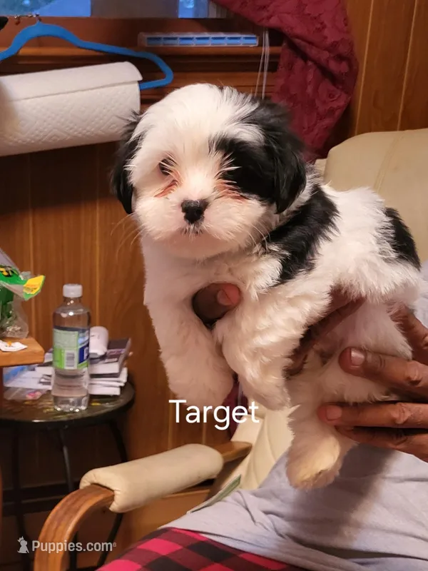 Target – Maltese puppy for sale in Newport News City, VA