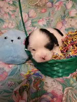 Target, a male Maltese for sale in Newport News City, VA – Photo 2 of 3