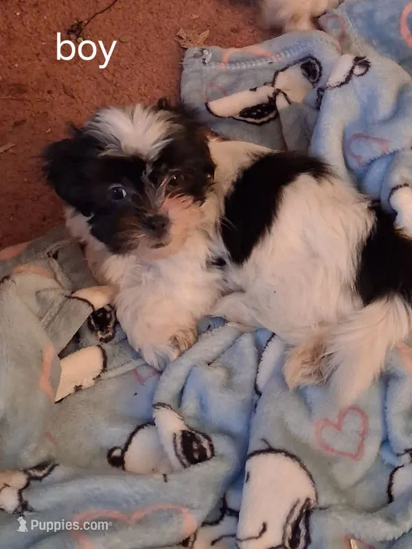 Juniorr – Mal Shi puppy for sale in Newport News City, VA
