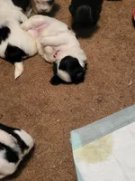 Cuddles, a male Maltese for sale in Newport News City, VA – Photo 2 of 2