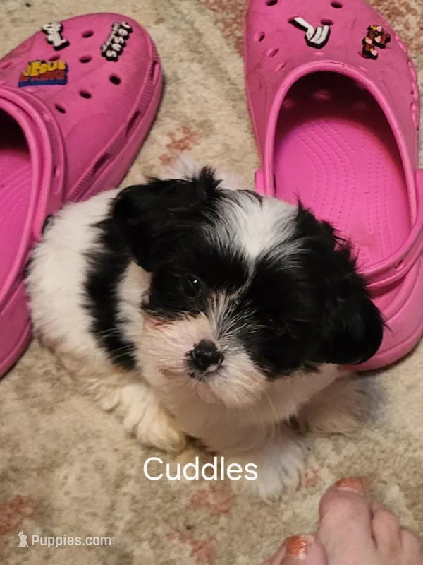 Cuddles – Maltese puppy for sale in Newport News City, VA