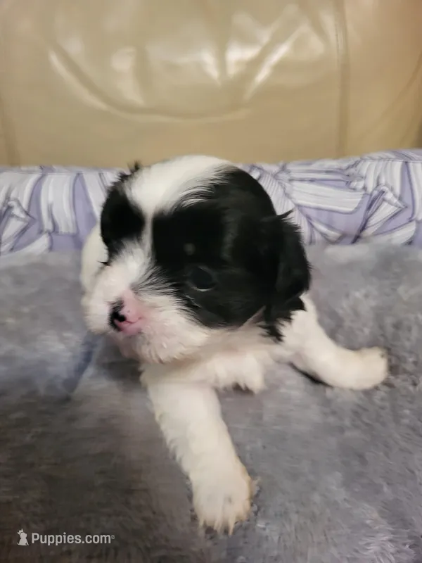 Cuddles – Maltese puppy for sale in Newport News City, VA