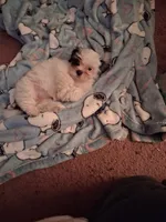 Blossom, a female Mal Shi for sale in Newport News City, VA – 4 of 4