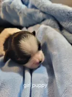 Tabby, a female Maltese for sale in Newport News City, VA – Photo 5 of 5