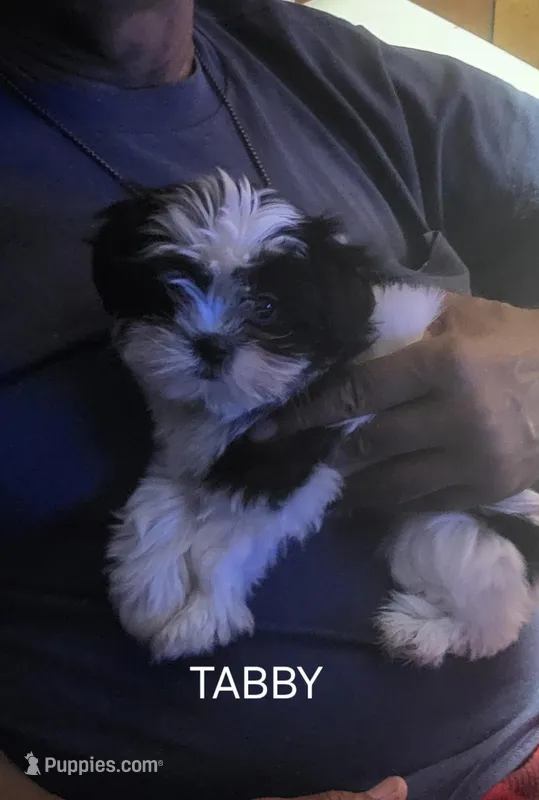 Tabby – Maltese puppy for sale in Newport News City, VA