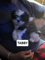 Tabby, a female Maltese for sale in Newport News City, VA – 2 of 7