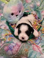 Tabby, a female Maltese for sale in Newport News City, VA – Photo 4 of 5