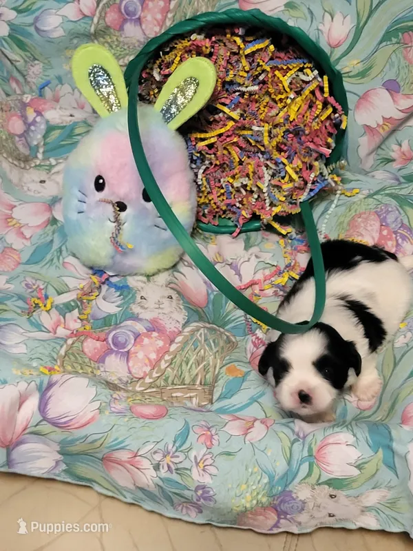 Tabby – Maltese puppy for sale in Newport News City, VA