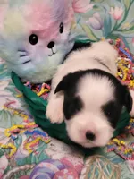 Tabby, a female Maltese for sale in Newport News City, VA – Photo 2 of 5