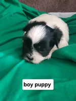 Juniorr, a male Mal Shi for sale in Newport News City, VA – 3 of 4