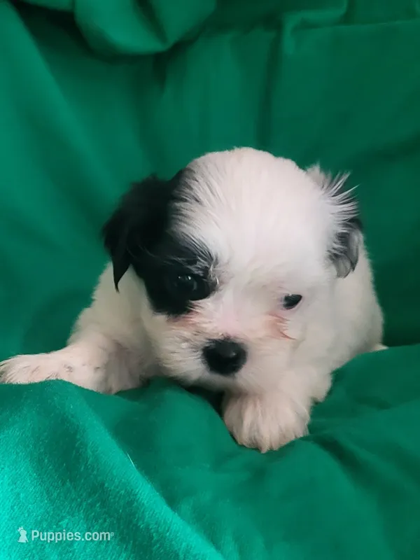 Blossom – Mal Shi puppy for sale in Newport News City, VA