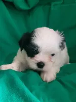 Blossom, a female Mal Shi for sale in Newport News City, VA – 1 of 4
