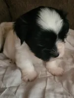 Juniorr, a male Mal Shi for sale in Newport News City, VA – 4 of 4