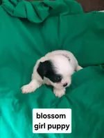 Blossom, a female Mal Shi for sale in Newport News City, VA – 3 of 4
