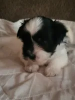 Juniorr, a male Mal Shi for sale in Newport News City, VA – 2 of 4