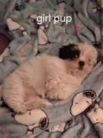 Blossom, a female Mal Shi for sale in Newport News City, VA – 2 of 4