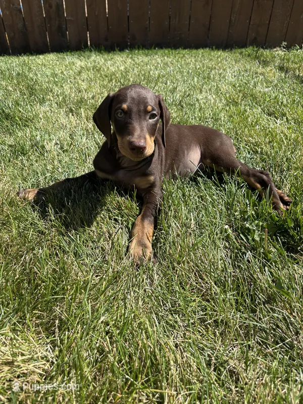 Maximus  – Doberman Pinscher puppy for sale in Greeley, CO