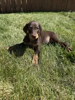 Maximus , a male Doberman Pinscher for sale in Greeley, CO – 1 of 2
