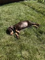 Maximus , a male Doberman Pinscher for sale in Greeley, CO – 2 of 2