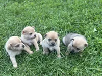 Violet, a female French Bulldog and Pomeranian for sale in Marshalltown, IA – 3 of 6