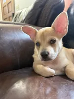 Snow, a male French Bulldog and Pomeranian for sale in Marshalltown, IA – 8 of 10