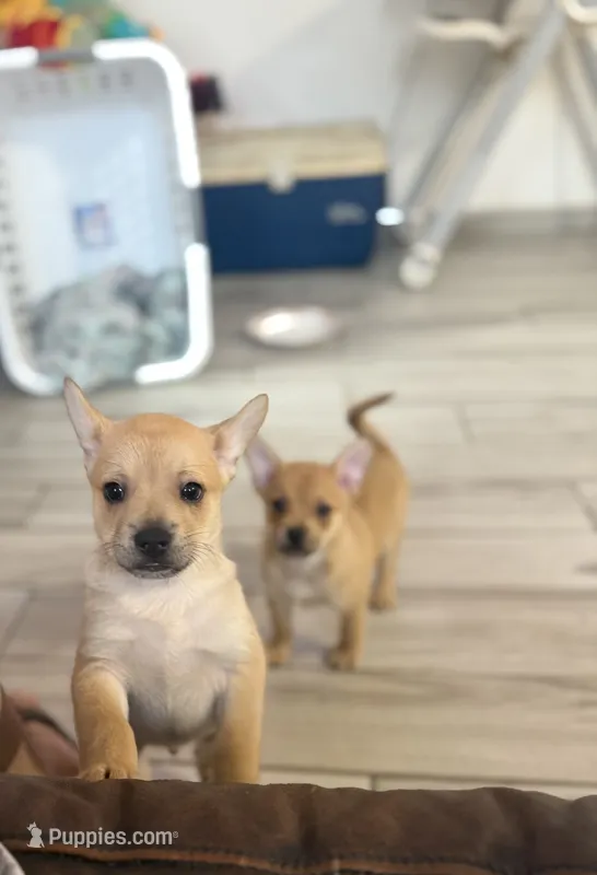 Pomerdog #3 – French Bulldog, Pomeranian puppy for sale in Marshalltown, IA