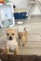 Blue, a male French Bulldog and Pomeranian for sale in Marshalltown, IA – 1 of 10