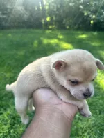 Violet, a female French Bulldog and Pomeranian for sale in Marshalltown, IA – 4 of 6