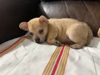 Pomerdog #4, a male French Bulldog and Pomeranian for sale in Marshalltown, IA – 4 of 7