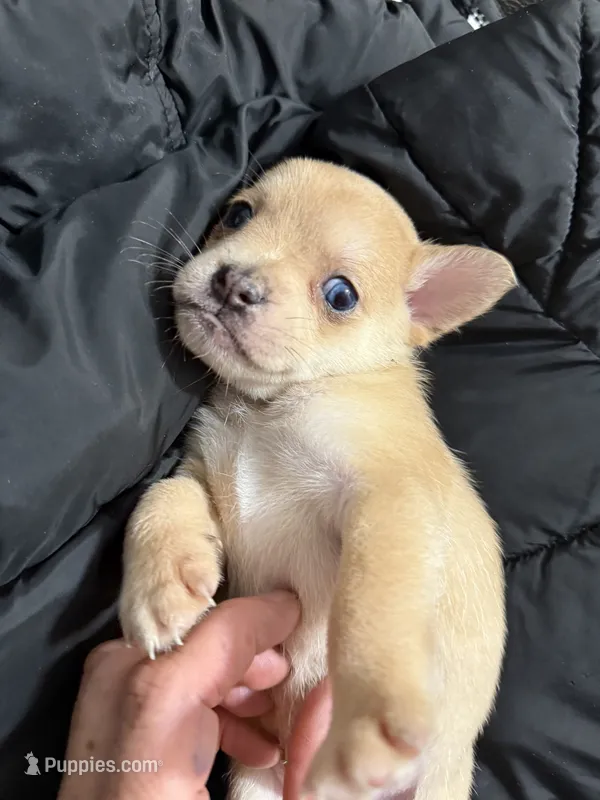 Pomerdog #2, a male French Bulldog and Pomeranian for sale in Marshalltown, IA – 1 of 7