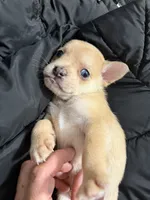 Pomerdog #2, a male French Bulldog and Pomeranian for sale in Marshalltown, IA – 1 of 7