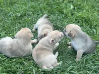 Violet, a female French Bulldog and Pomeranian for sale in Marshalltown, IA – 6 of 6